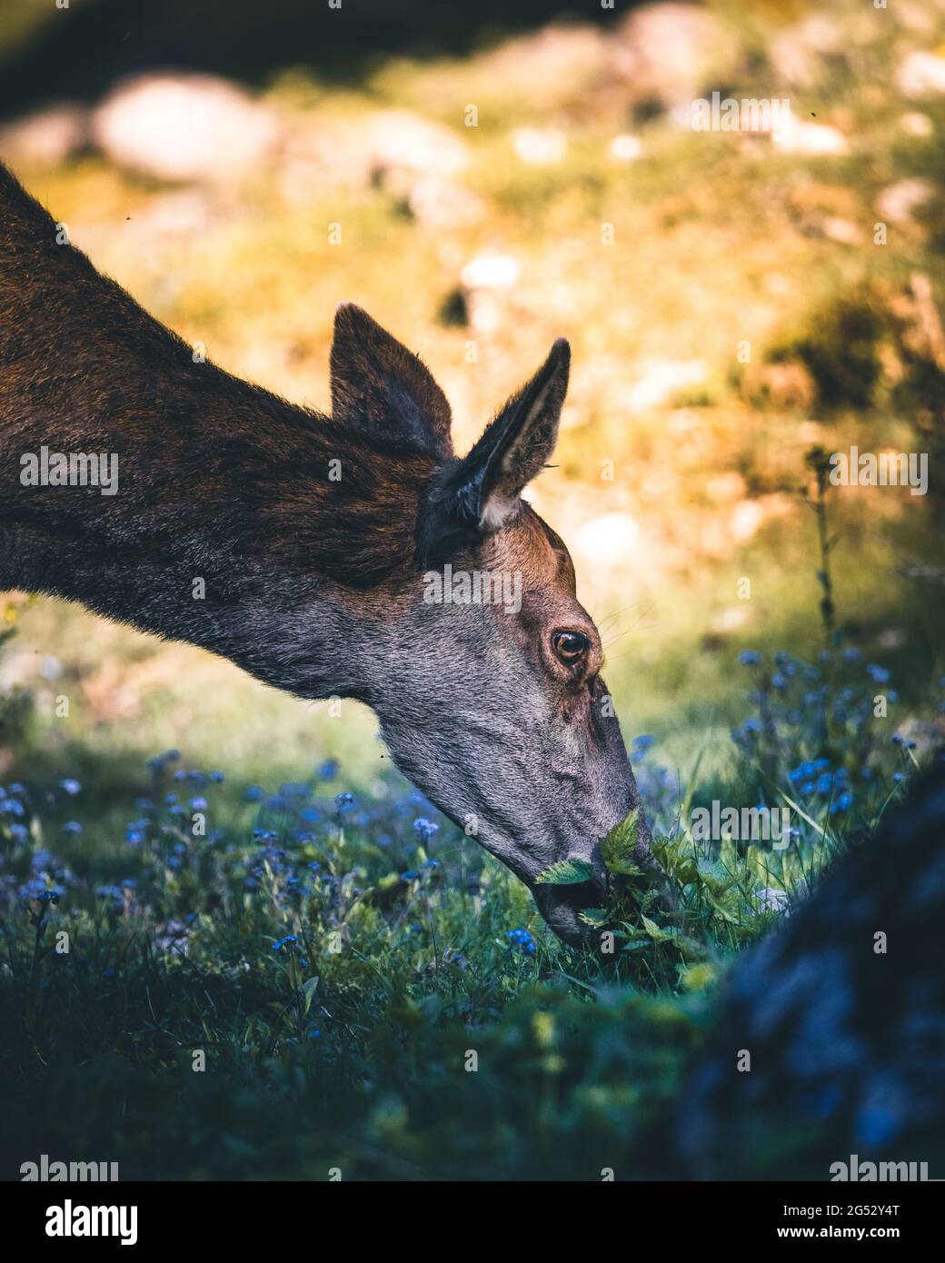 Cervi che pascolano in un campo. Cervi in una primavera in mezzo a un campo pieno di zafferano. Fauna selvatica dei cervi. Cervi nel rivestimento invernale Foto Stock