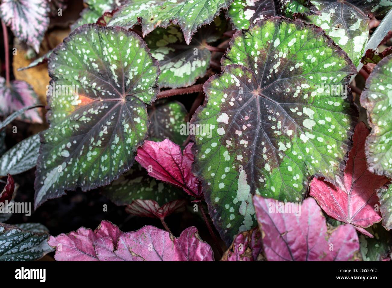 Foglia di Rex begonia con motivo a foglia verde e rosa. Decorazione del giardino Foto Stock