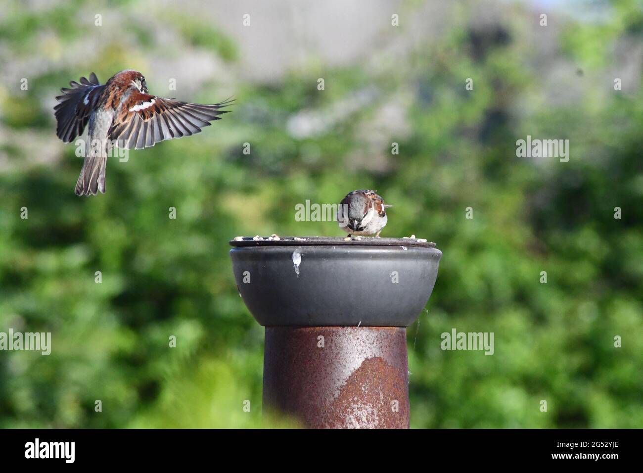 Un passero maschio che alimenta mentre un maschio sta per atterrare per nutrirsi Foto Stock