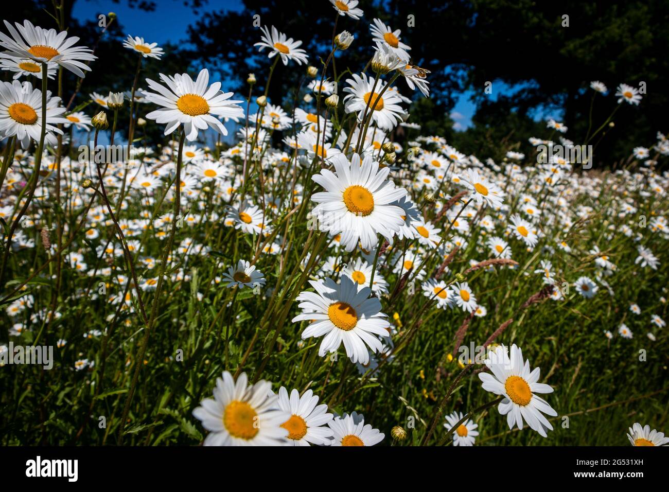 Belle belle margherite bianche nel campo, vicino alla liquirizia Zuidwolde, provincia di Drenthe, Paesi Bassi Foto Stock