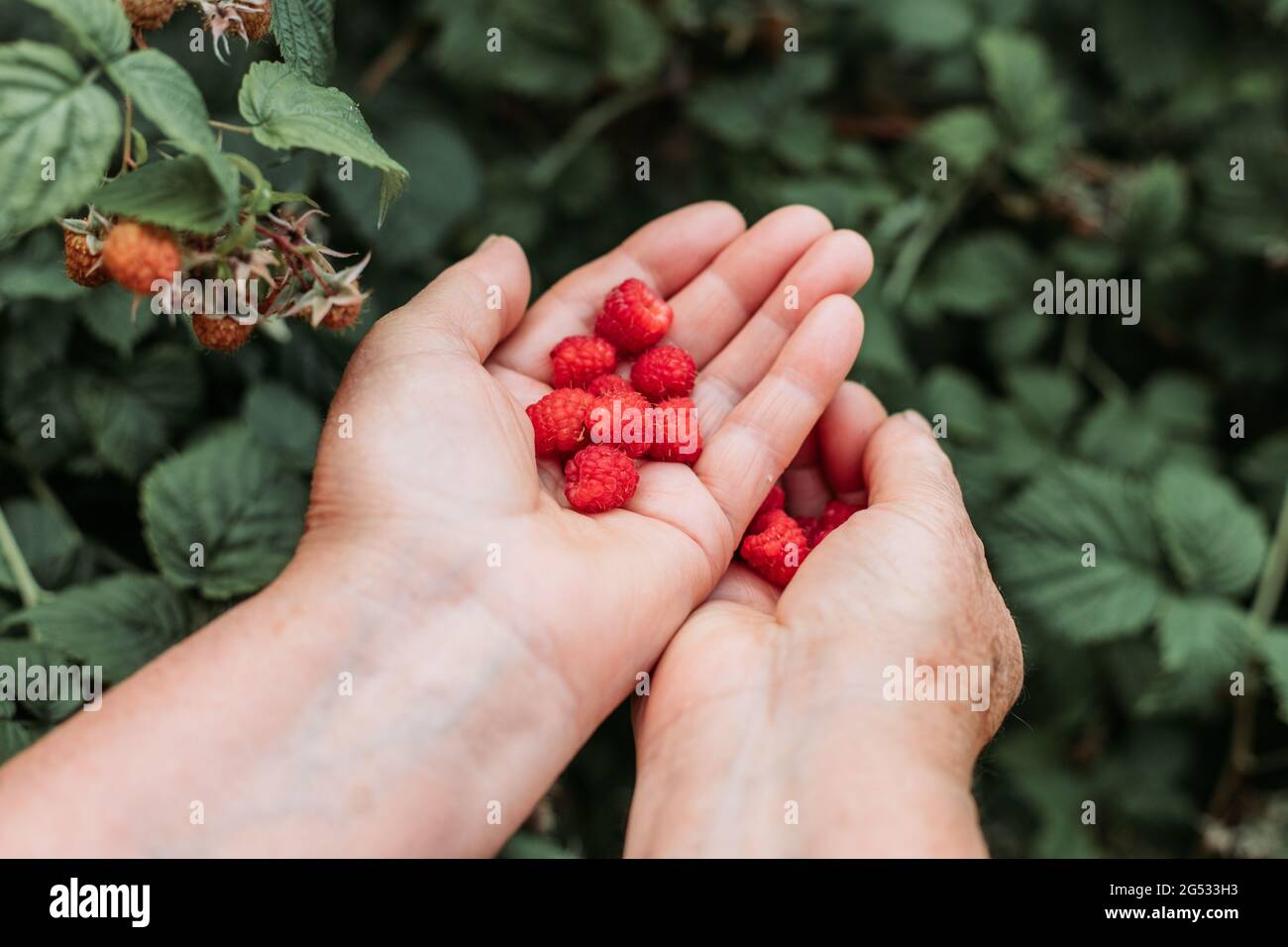 Vecchie mani femminili che tengono lamponi freschi, appena raccolti dal giardino Foto Stock