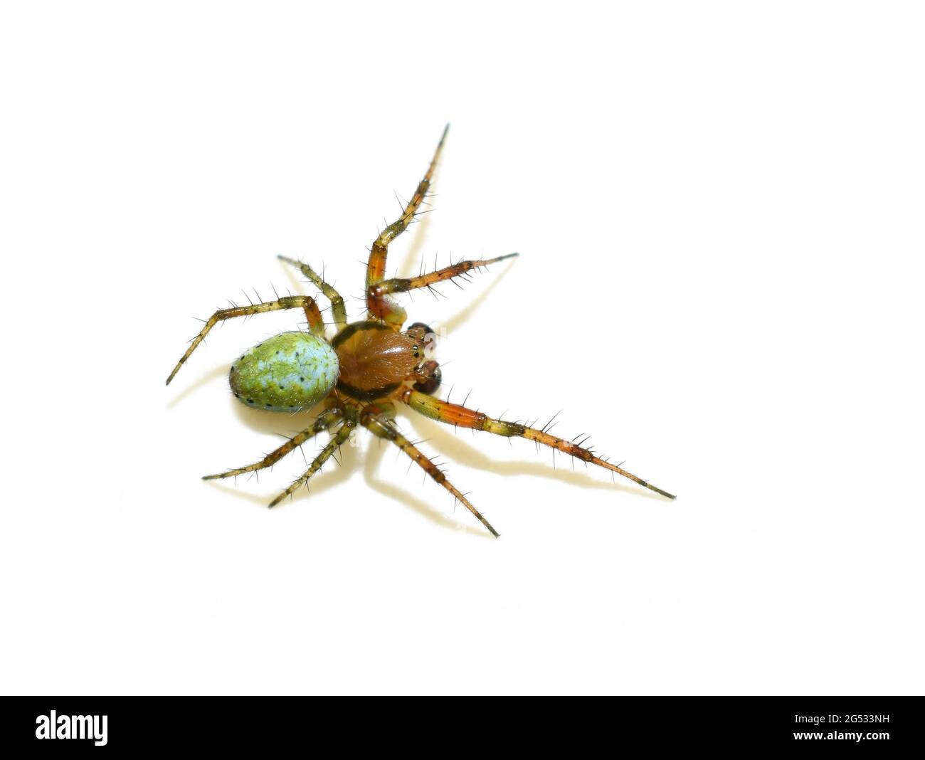 Ragno verde orbido-tessitore Araniella sp. Isolato sul dorso bianco Foto  stock - Alamy