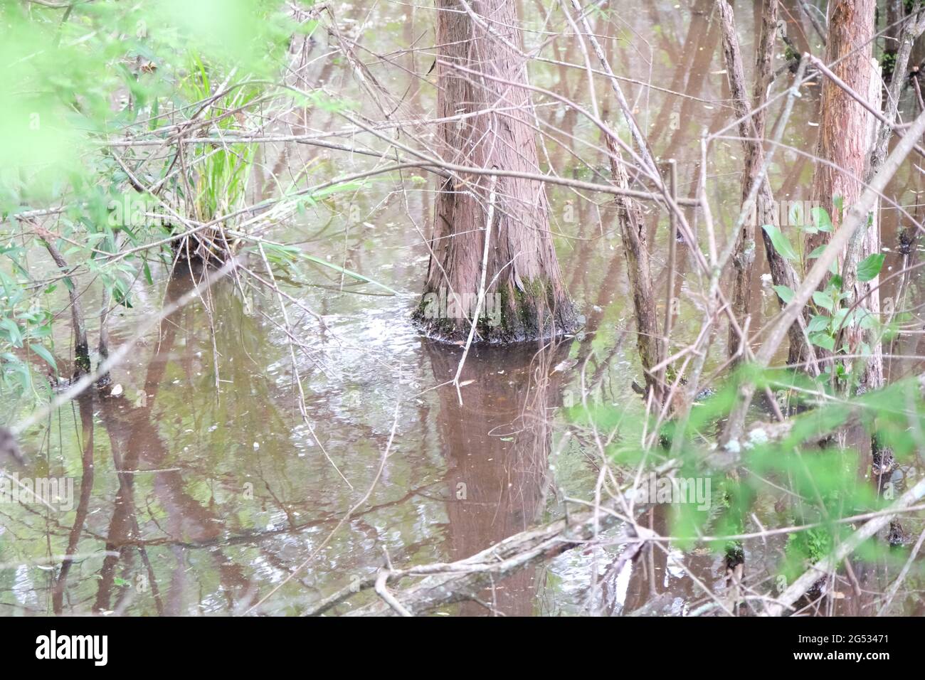 Bald Cypress albero radicato sotto l'acqua torbida nel Tallahassee Tom Brown Park Foto Stock