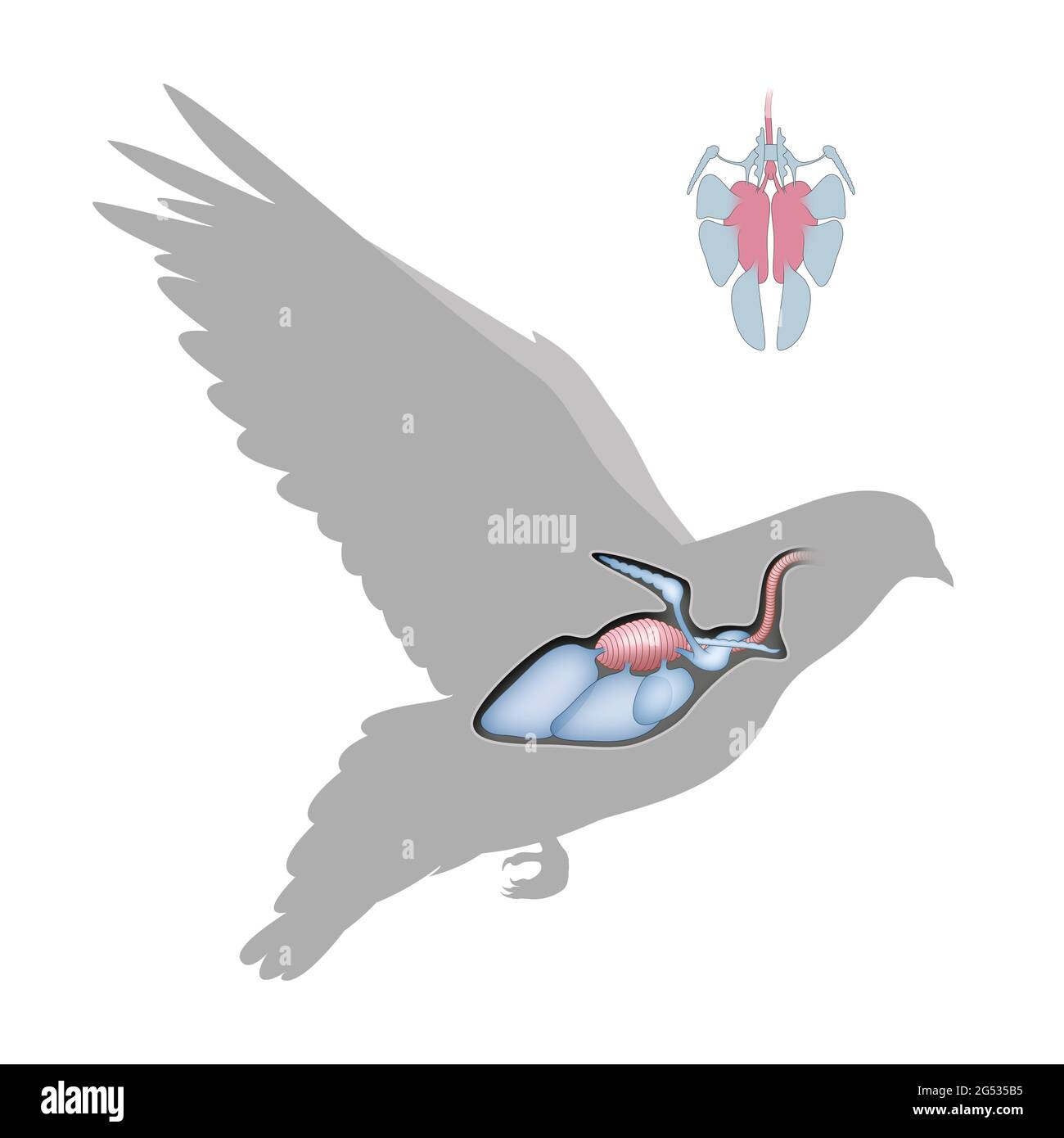 Il sistema respiratorio di un uccello. Sacche d'aria e polmoni Foto Stock