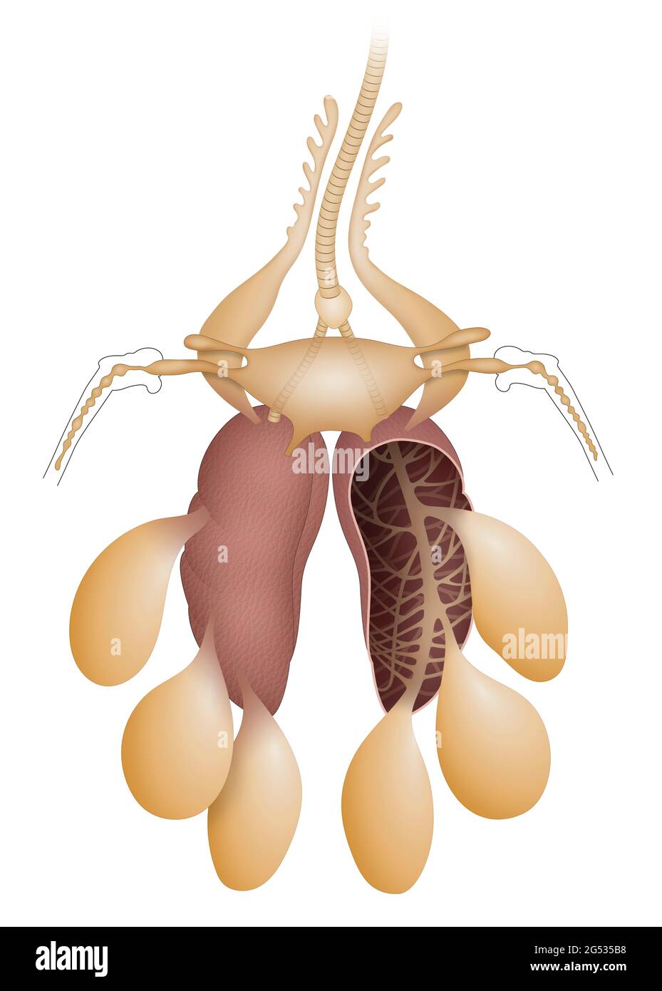 Illustrazione del sistema respiratorio degli uccelli e dello scambio di gas Foto Stock