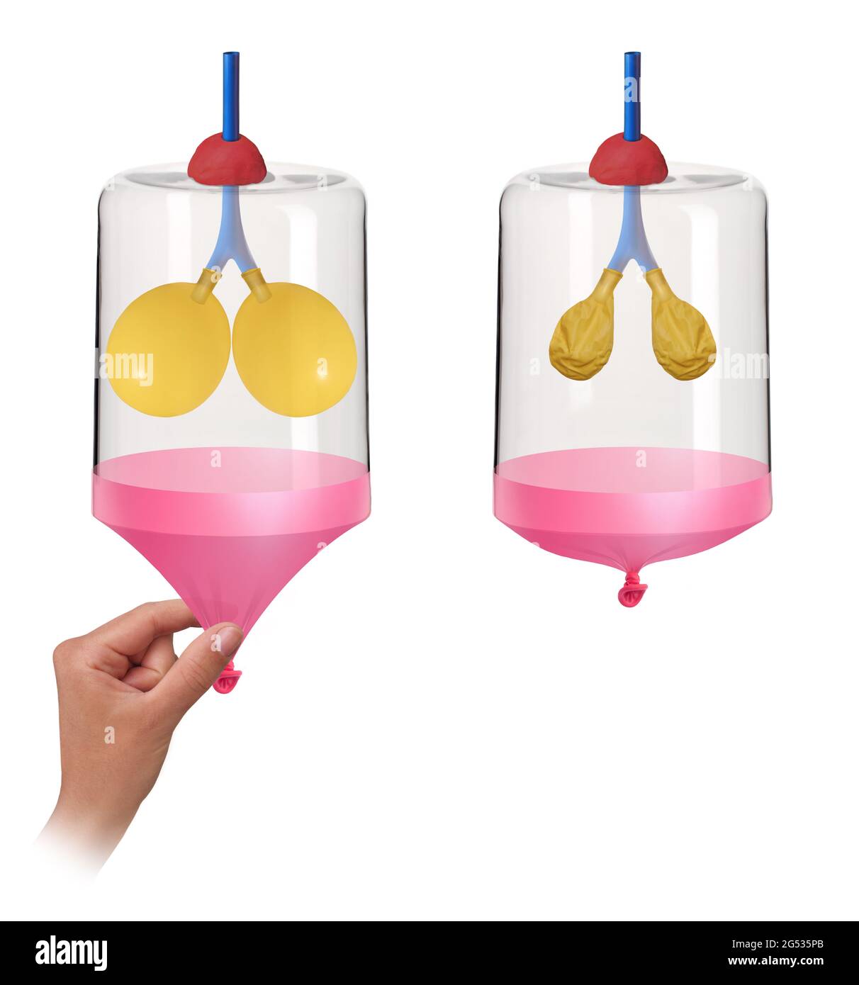 Modello dei polmoni e del diaframma Foto Stock