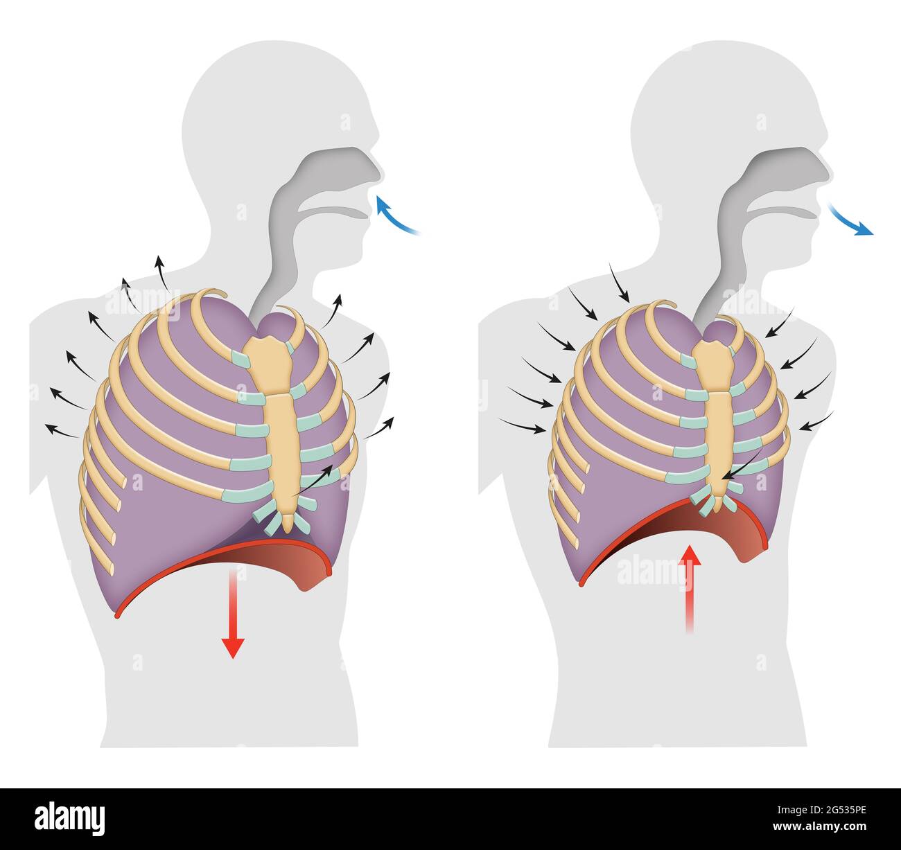 Ciclo di respirazione di inspirazione ed espirazione Foto Stock