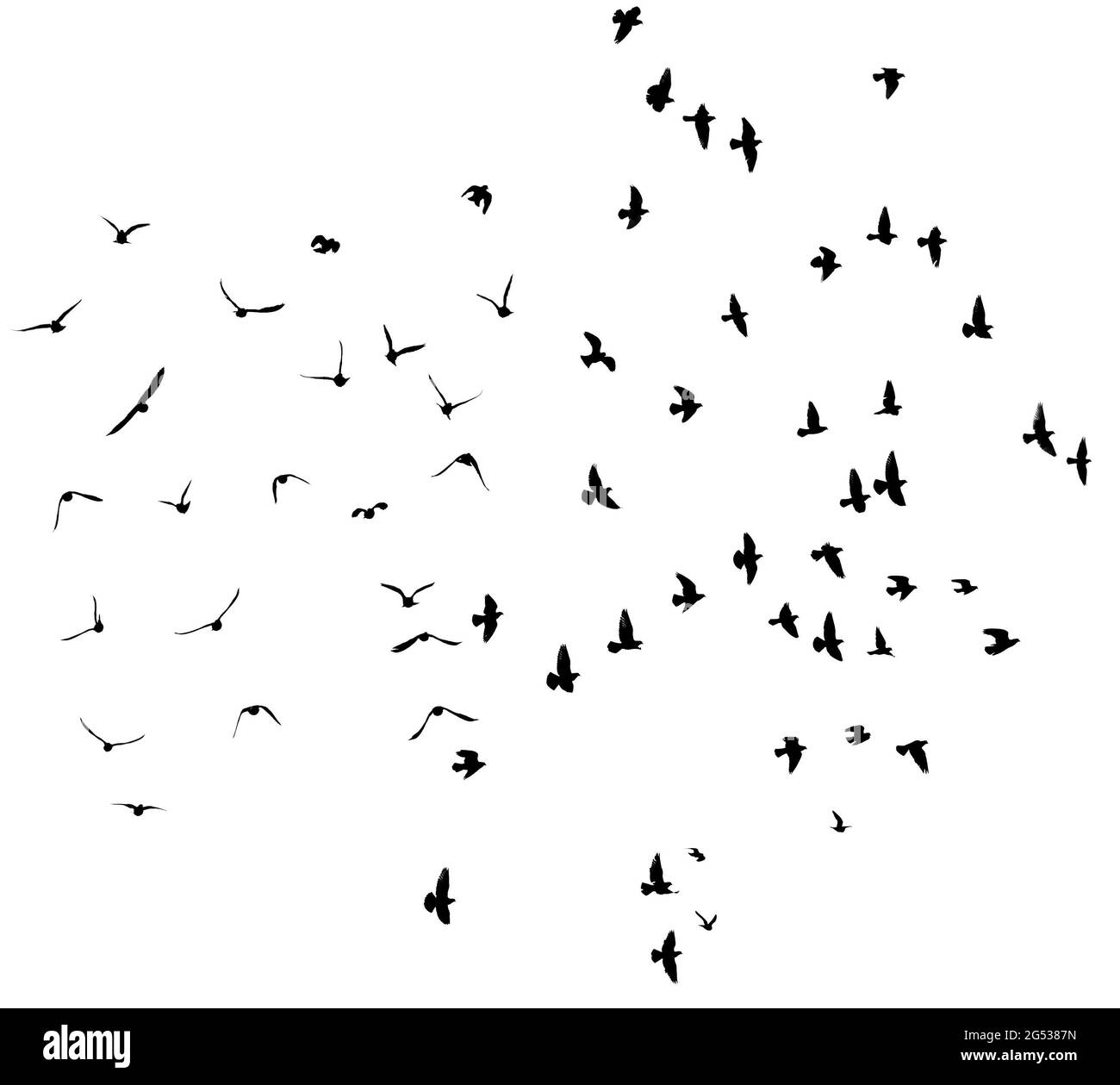 Silhouette di piccioni volanti isolati su bianco. Foto Stock