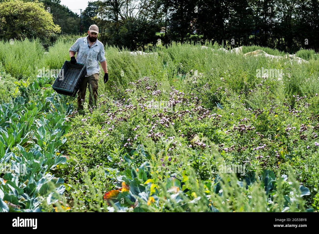 Agricoltore che cammina in un campo, trasportando cassa di plastica nera. Foto Stock