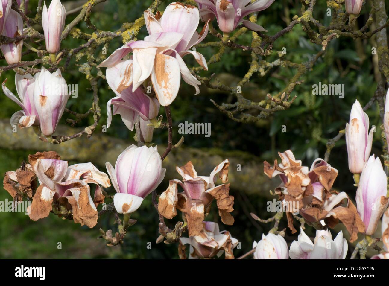 Grave danno da freddo, bruciare ai fiori cinesi o al piattino magnolia (Magnolia x soulangeana) dopo un tardi gelo, Berkshire, aprile Foto Stock