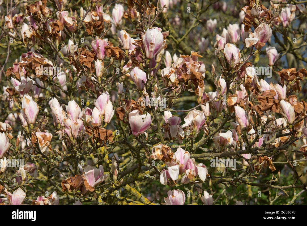 Grave danno da freddo, bruciare ai fiori cinesi o al piattino magnolia (Magnolia x soulangeana) dopo un tardi gelo, Berkshire, aprile Foto Stock