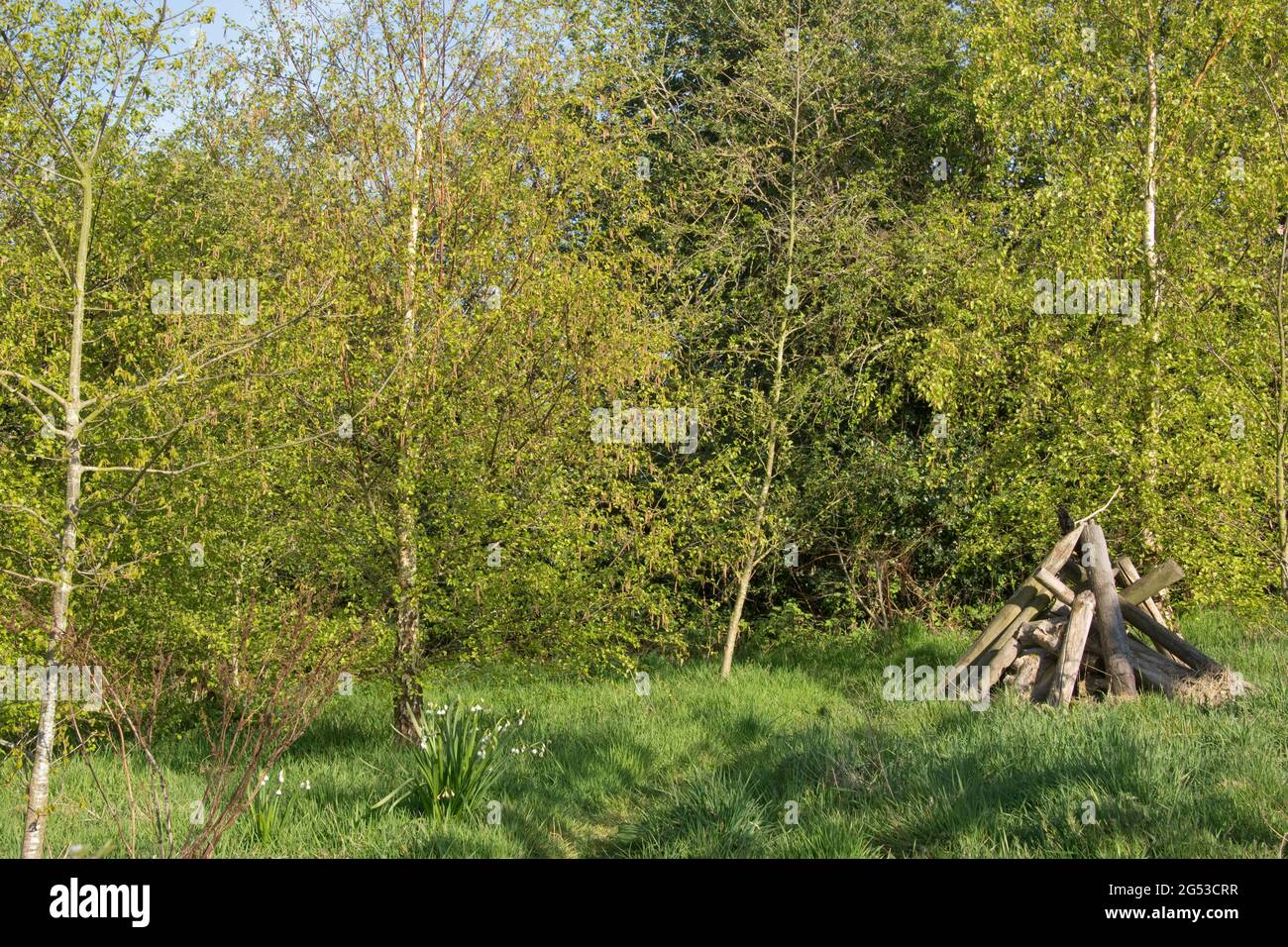 Piccolo bosco di giardini ruvidi con alberi, erba lunga, piste animali e un rifugio di pali di legno per mammiferi e invertebrati, Berkshire, aprile Foto Stock