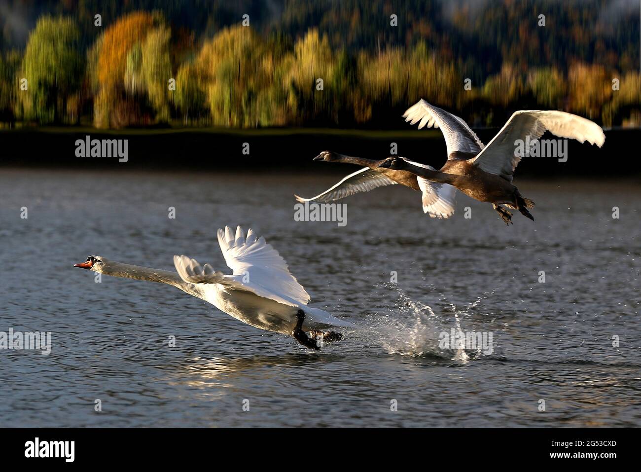 Schwäne fliegen über den Tegernsee in Baviera Foto Stock