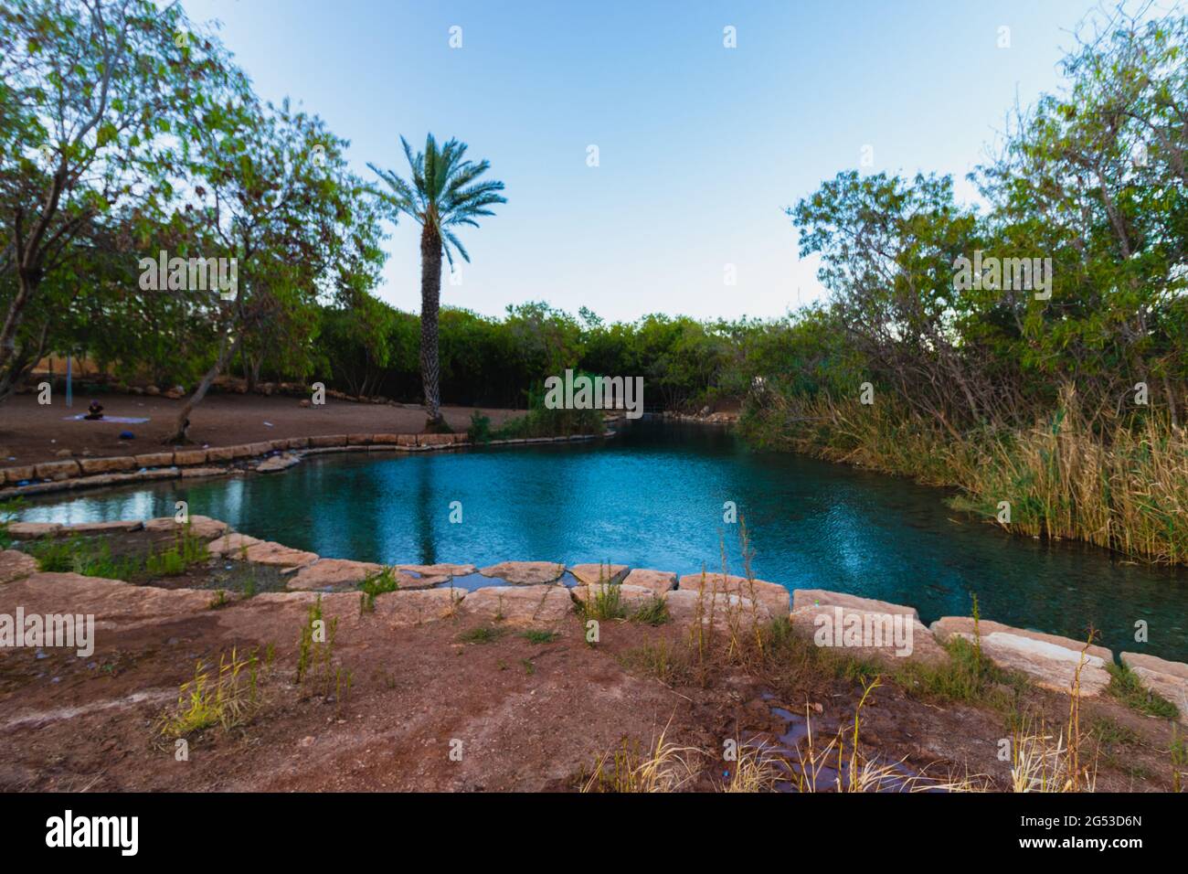 Una enorme piscina di acqua di sorgente cristallina sullo sfondo di una palma, nella Valle delle sorgenti - Israele. Foto Stock