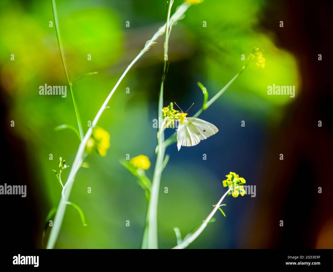 Una bella farfalla bianca su un fiore giallo con sfondo verde sfocato naturale Foto Stock
