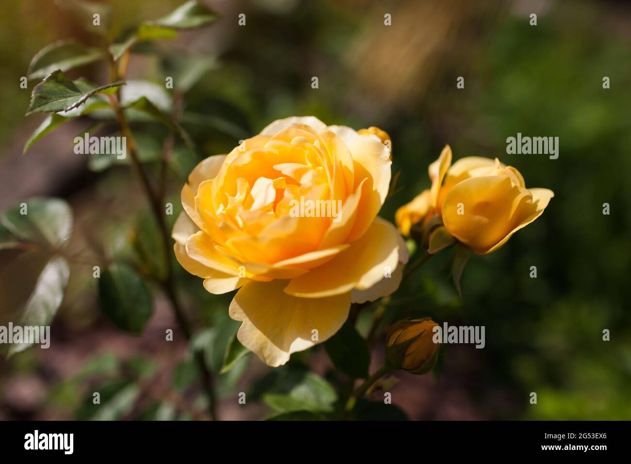 Rosa gialla Graham Thomas fiorire in giardino estivo. English David Austin selezione rose fiori in fiore Foto Stock