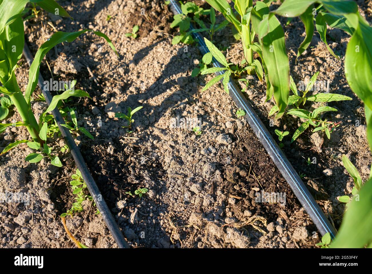 Gocciolamento irrigazione acqua conservazione piante di mais. Piante di mais giovani che vengono innaffiate usando un sistema di irrigazione a goccia di risparmio di acqua. Foto Stock Gocciolamento irrigazione acqua conservazione piante di mais. Piante di mais giovani che vengono innaffiate usando un sistema di irrigazione a goccia di risparmio di acqua. Foto Stock