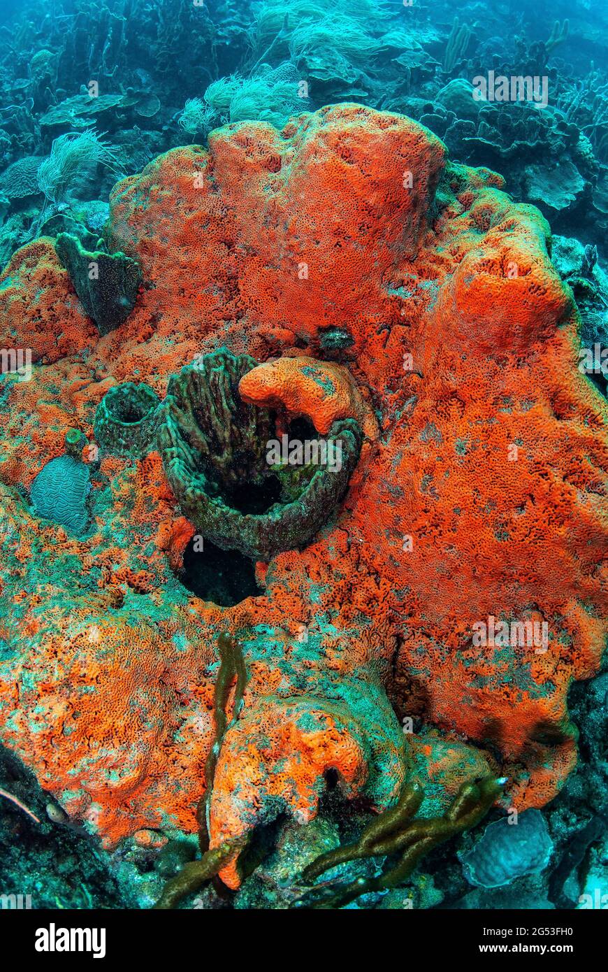 Spugna rossa, Isole Rosario al largo di Cartagena, Columbia Foto Stock