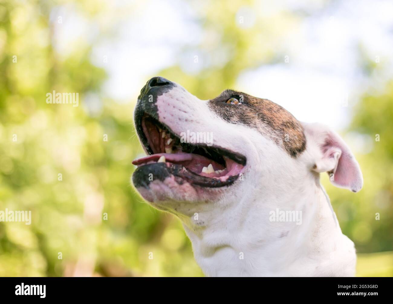 Un cane americano di razza mista Bulldog guardando su e al lato con un'espressione felice Foto Stock