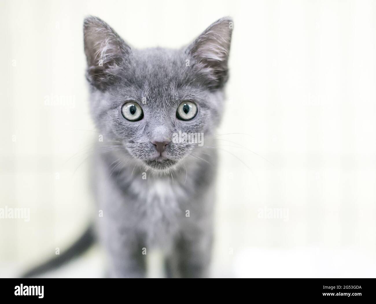 Un giovane gattino grigio shorthair che guarda la macchina fotografica Foto Stock