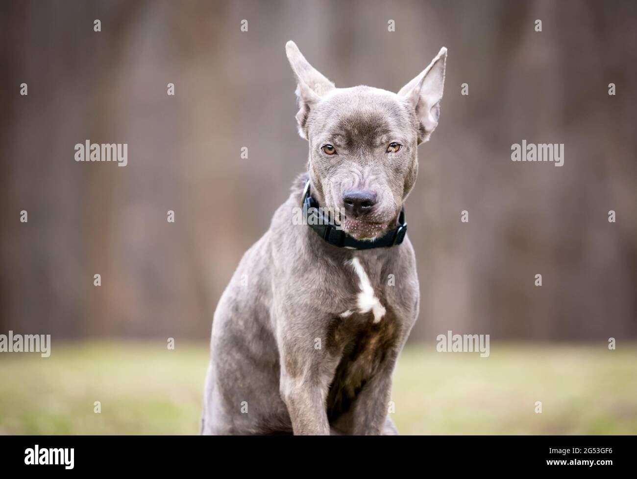 Un cane di razza mista che tiene indietro le orecchie e ringhiante con un'espressione straricante Foto Stock