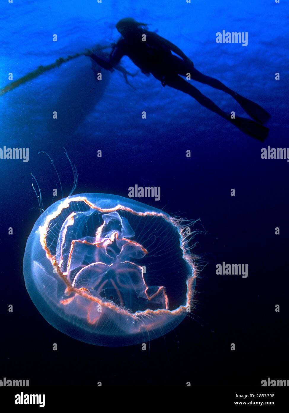 Subacqueo appeso sulla linea di ormeggio, meduse sulla luna sotto, Saba Foto Stock