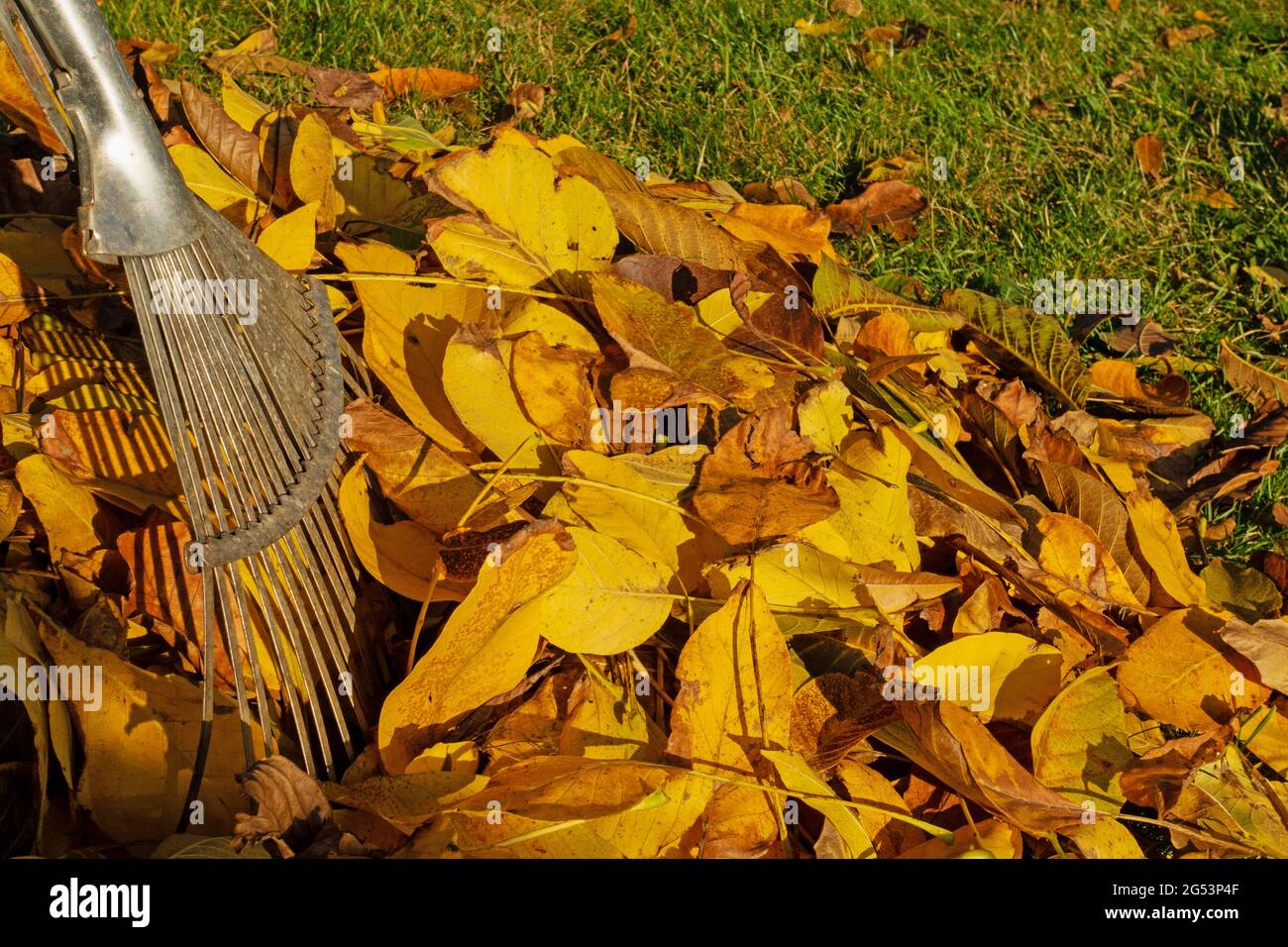 Foglie d'autunno colorate con rastrello a foglia Foto Stock