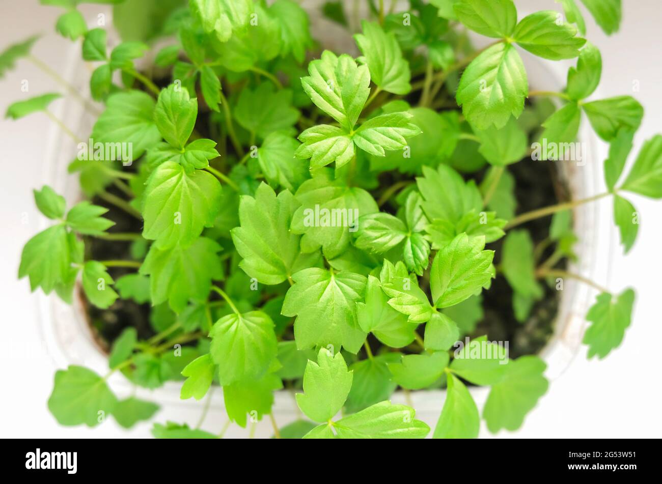 Piccole foglie di verdure per insalata. Una micropianta che cresce in un contenitore. Piantine di sedano, vista dall'alto. Il concetto di alimentazione sana. Foto di alta qualità Foto Stock