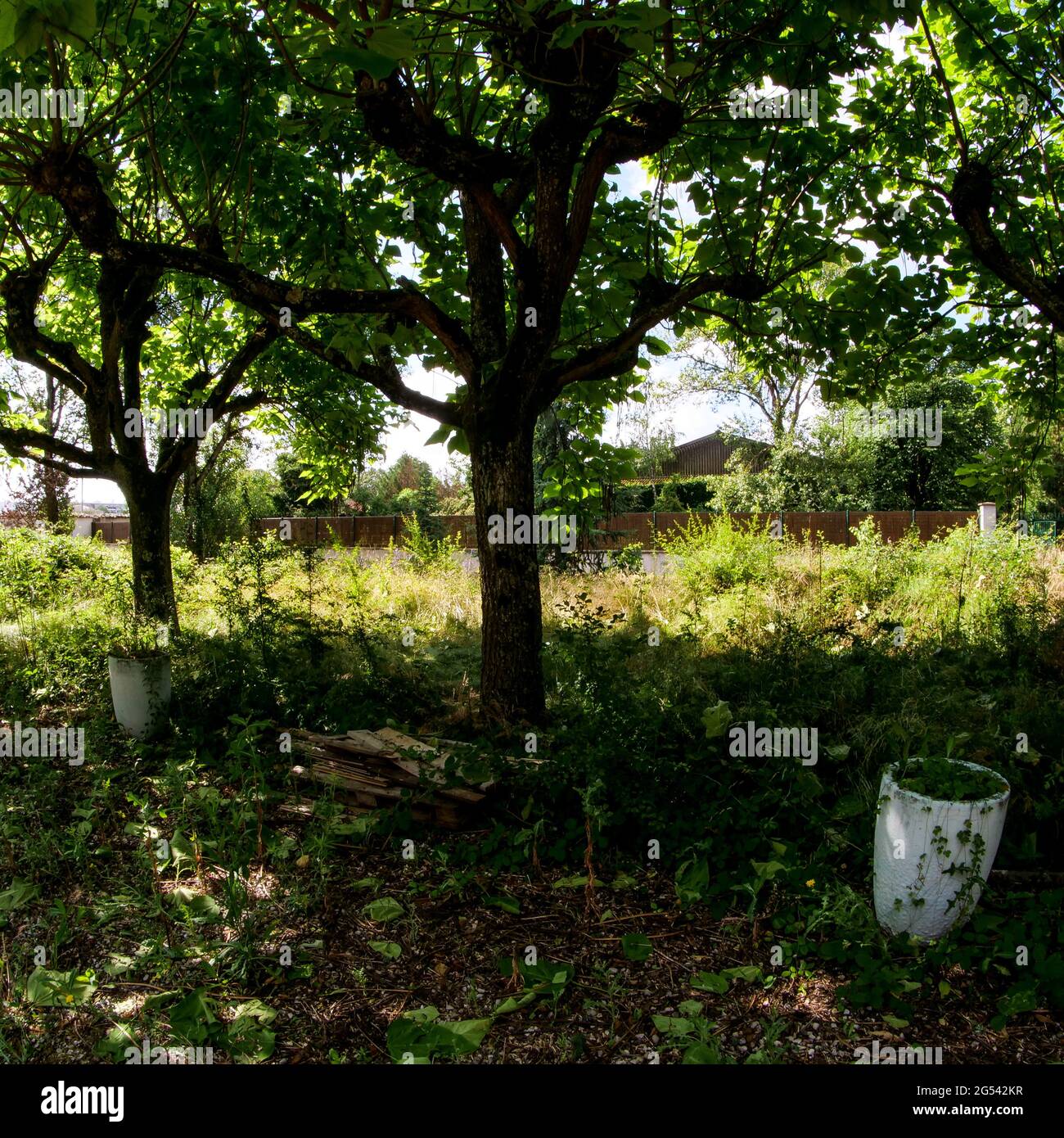 Vegetazione lussureggiante in un giardino abbandonato, Vaulx-en-Velin, Francia Foto Stock