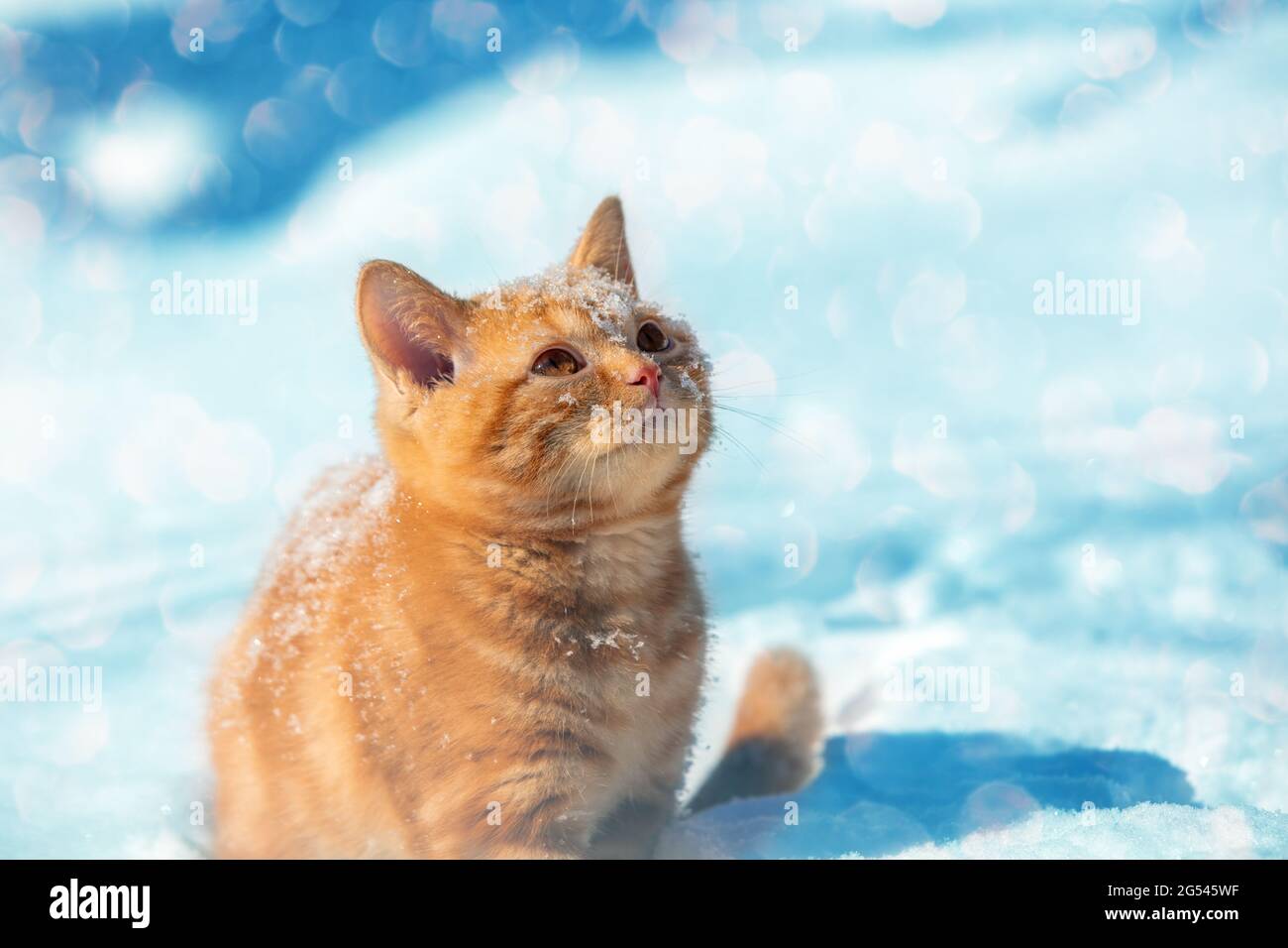 Piccolo gattino rosso che cammina nella neve profonda in inverno. Il gatto guarda in su Foto Stock