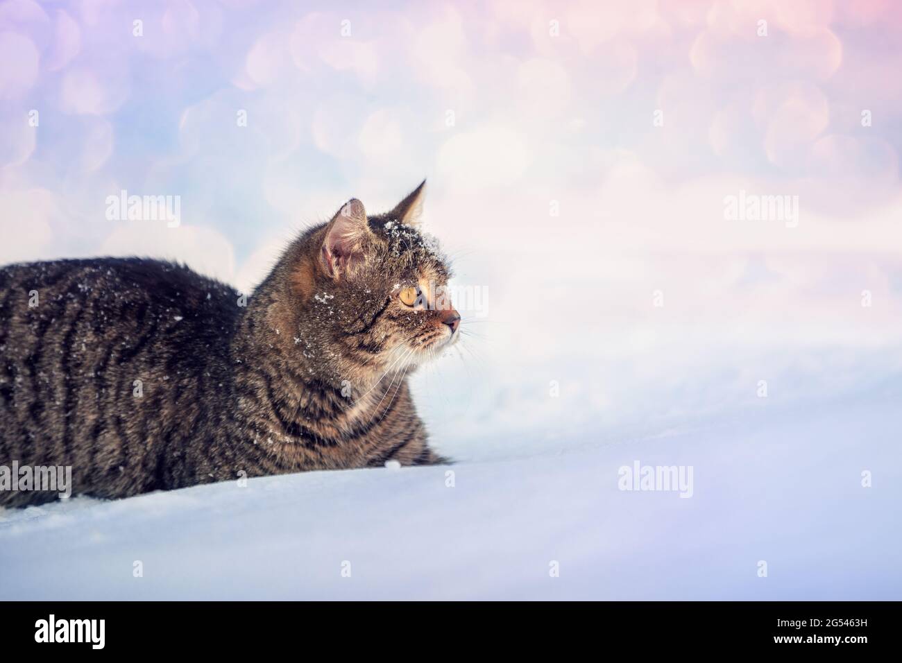 Ritratto di un gatto che cammina nella neve profonda in inverno durante il tramonto Foto Stock