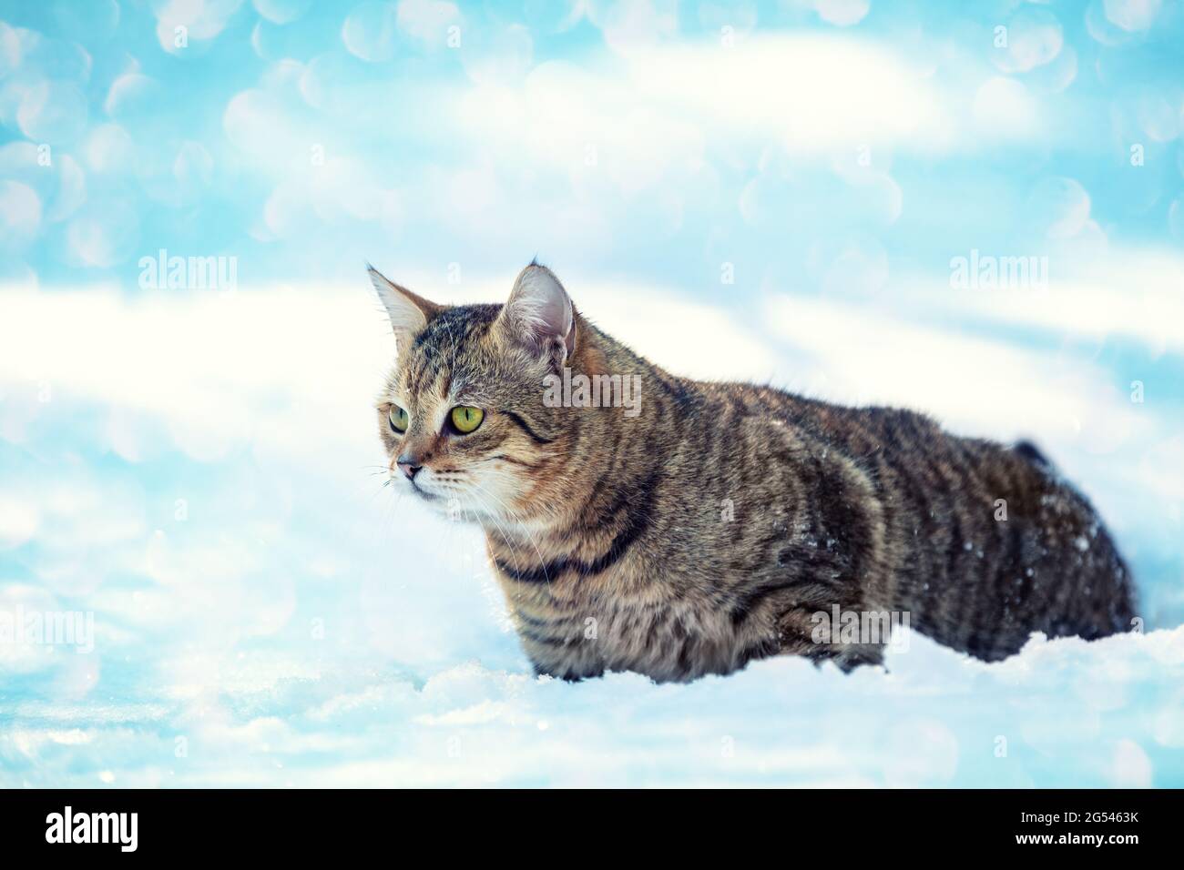 Ritratto di un gatto che cammina nella neve profonda in inverno Foto Stock
