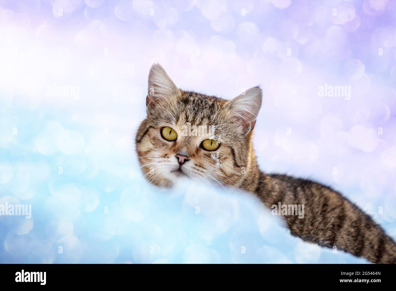 Ritratto di un gatto che cammina nella neve in inverno. Colore gradiente Foto Stock
