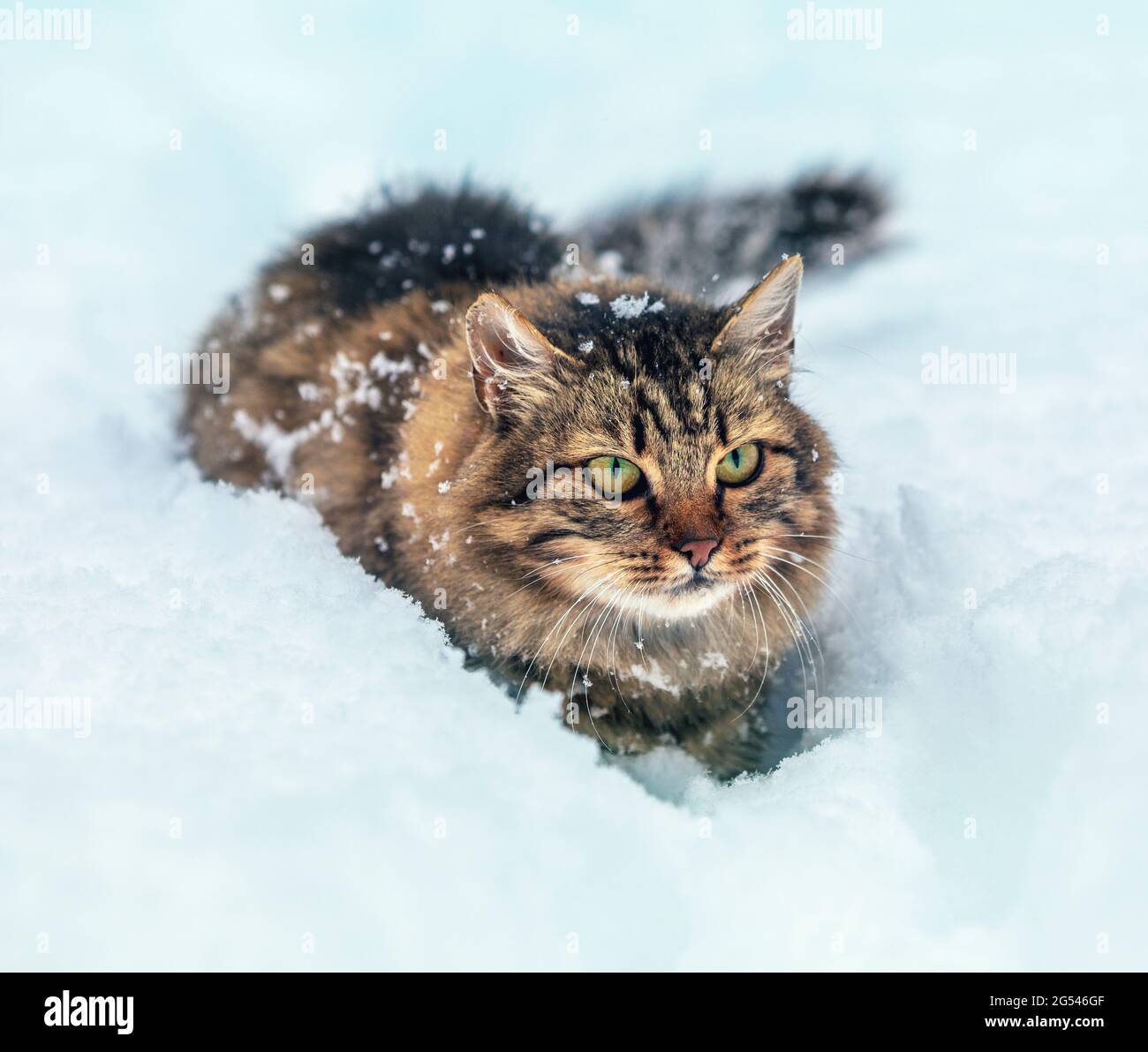 Cat all'aperto in inverno. Gatto grigio Siberiano che cammina nella neve profonda in inverno Foto Stock