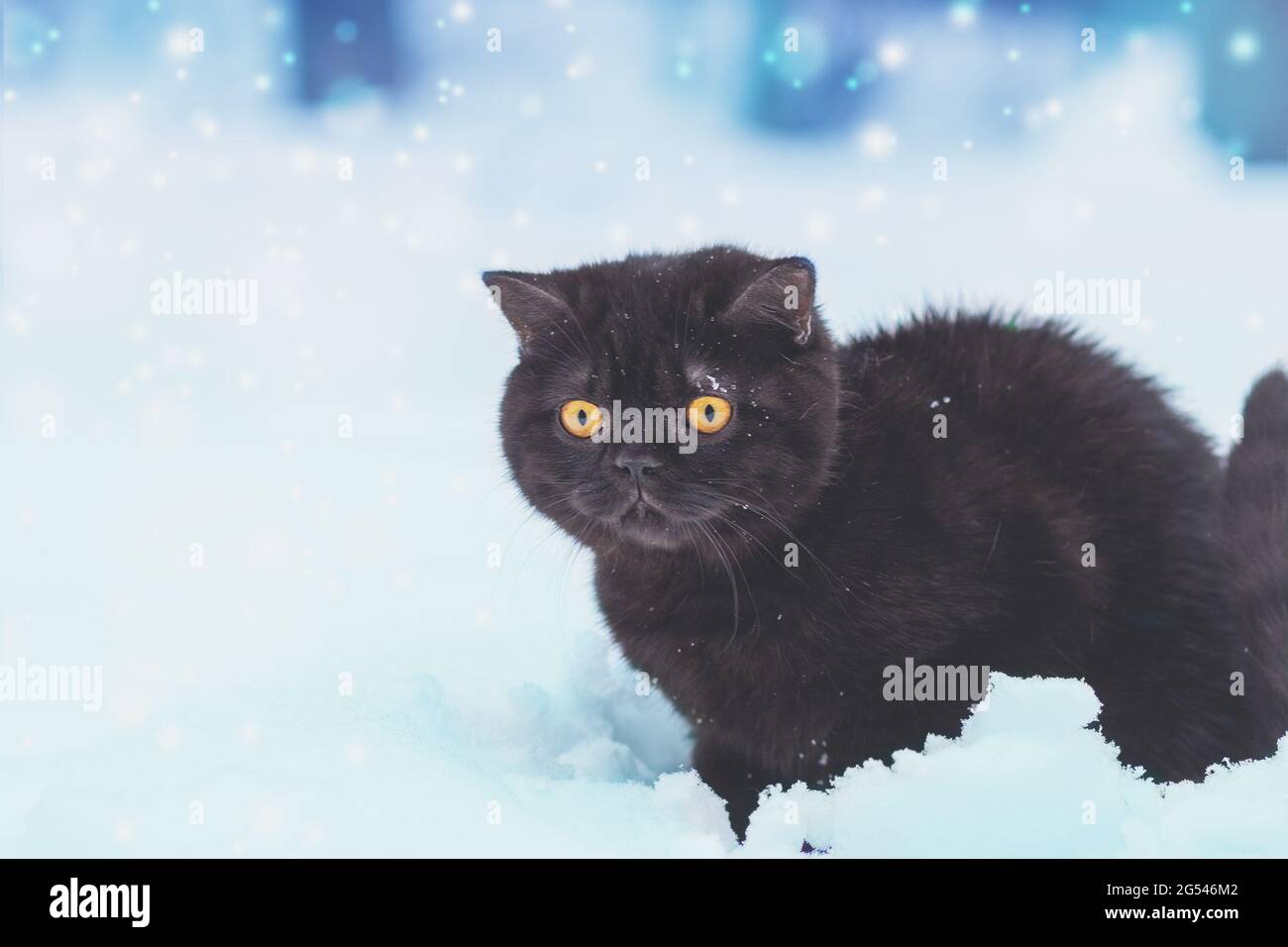 Gattino bruno inglese shorthair seduto all'aperto in inverno. Il gatto si siede nella neve profonda a bizzard Foto Stock