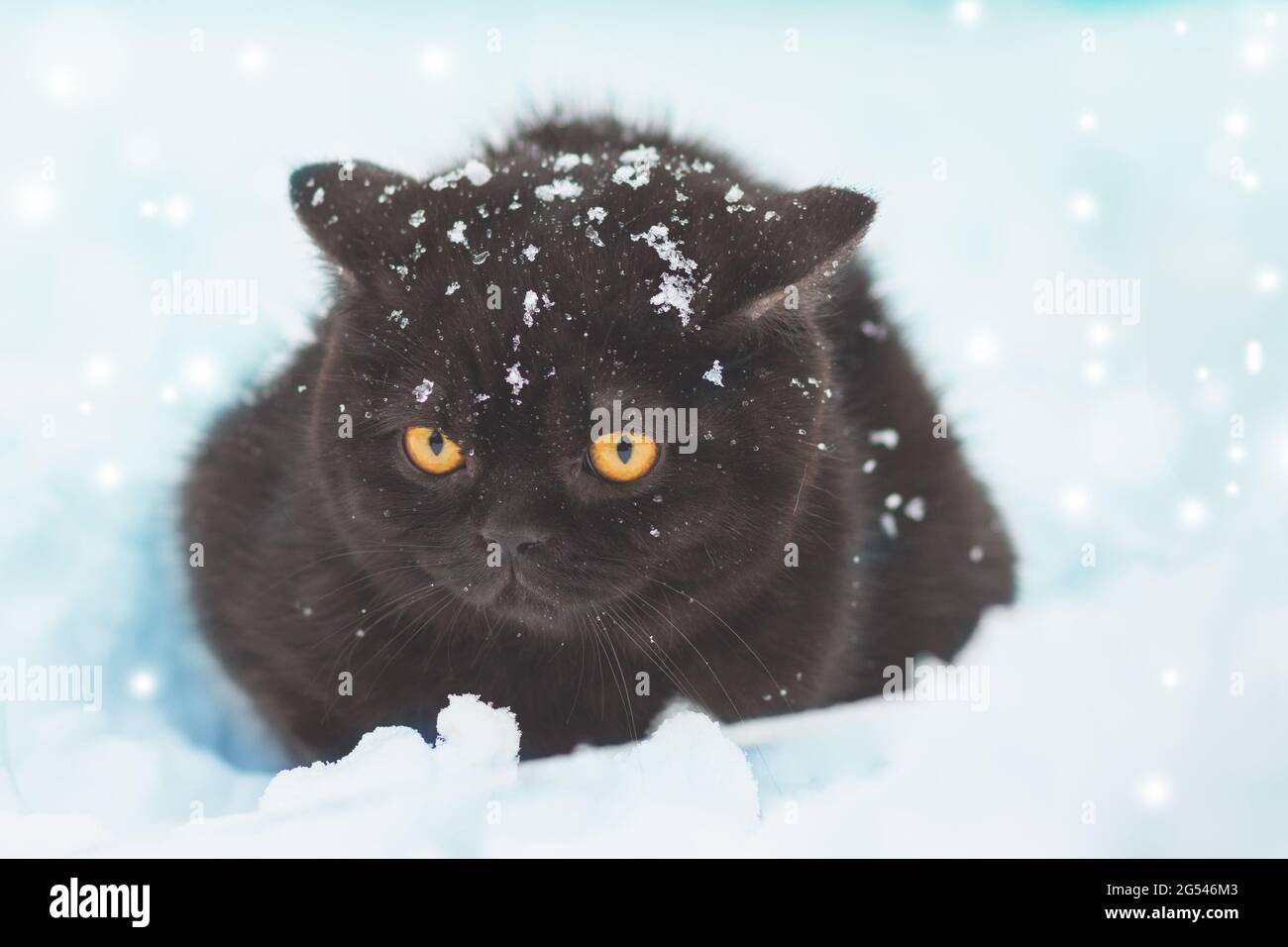 Gattino bruno inglese shorthair seduto all'aperto in inverno. Il gatto si siede nella neve profonda a bizzard Foto Stock