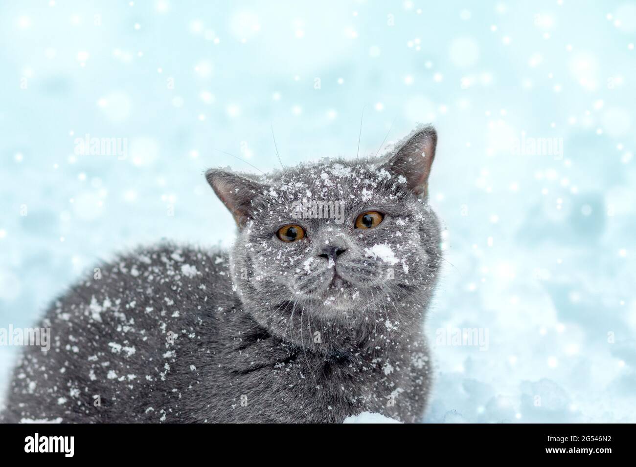 Blue British Shorthair gatto seduto all'aperto in inverno. Il gatto si siede nella neve profonda a bizzard Foto Stock