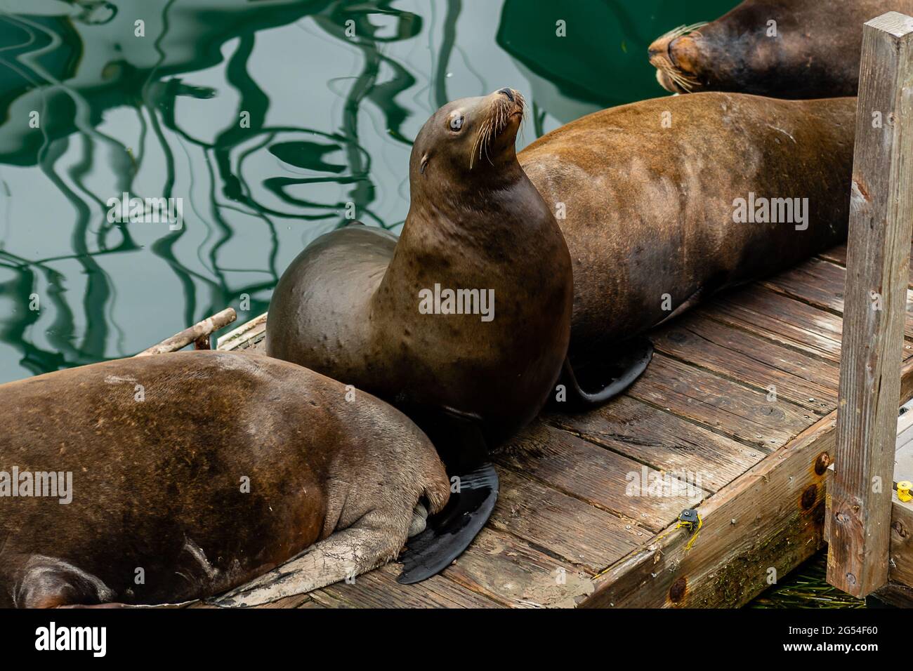 Morro Bay State Park Foto Stock