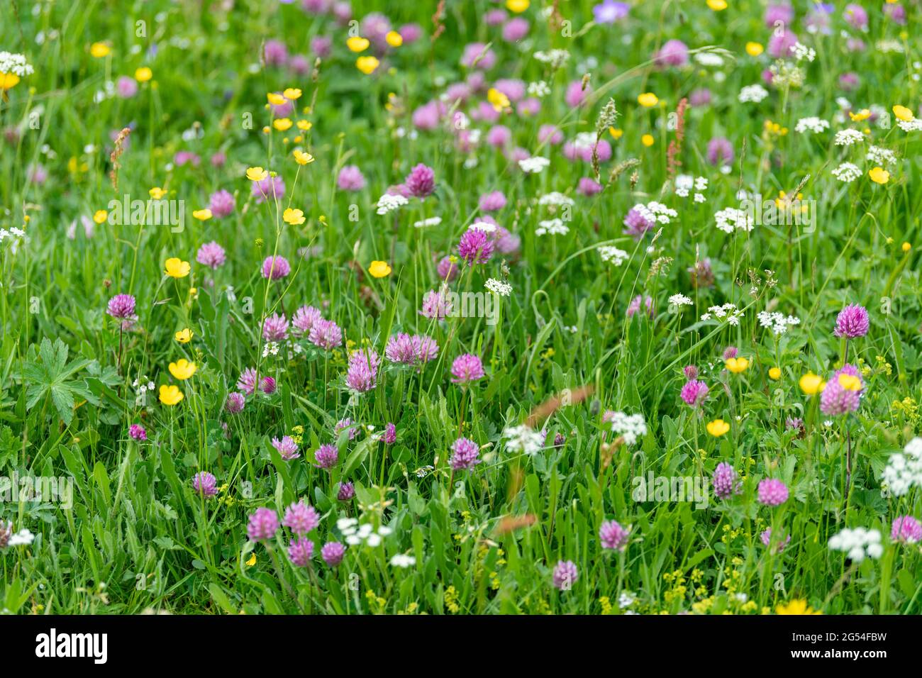 Prati di fiori selvatici a Swaledale, ricchi di colori e piante diverse. North Yorkshire, Regno Unito. Foto Stock