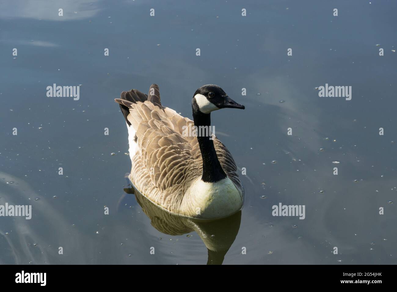 Canada Goose sperando qualcosa mangiare Hartsholme paese parco Lincoln Foto Stock