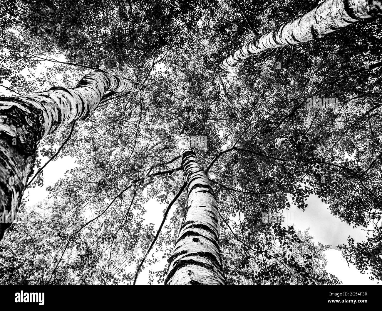 Alberi di betulla vista dal basso Foto Stock