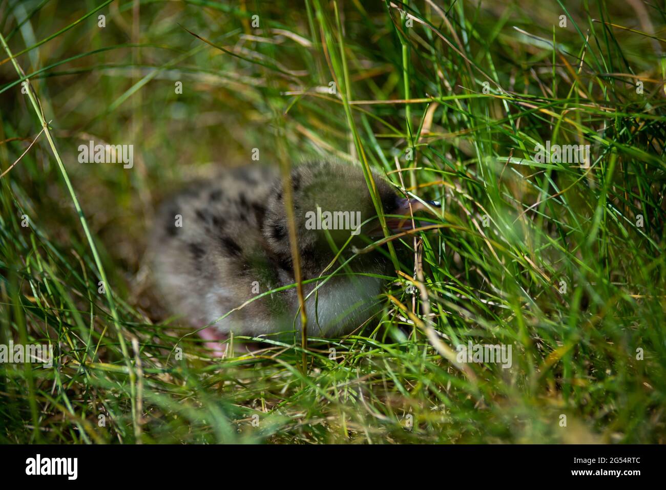 pulcino di gabbiano del bambino che si nasconde tra l'erba verde Foto Stock