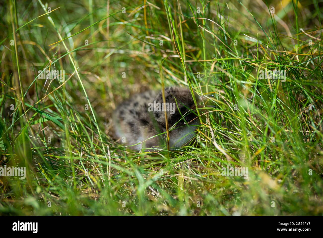 pulcino di gabbiano del bambino che si nasconde tra l'erba verde Foto Stock