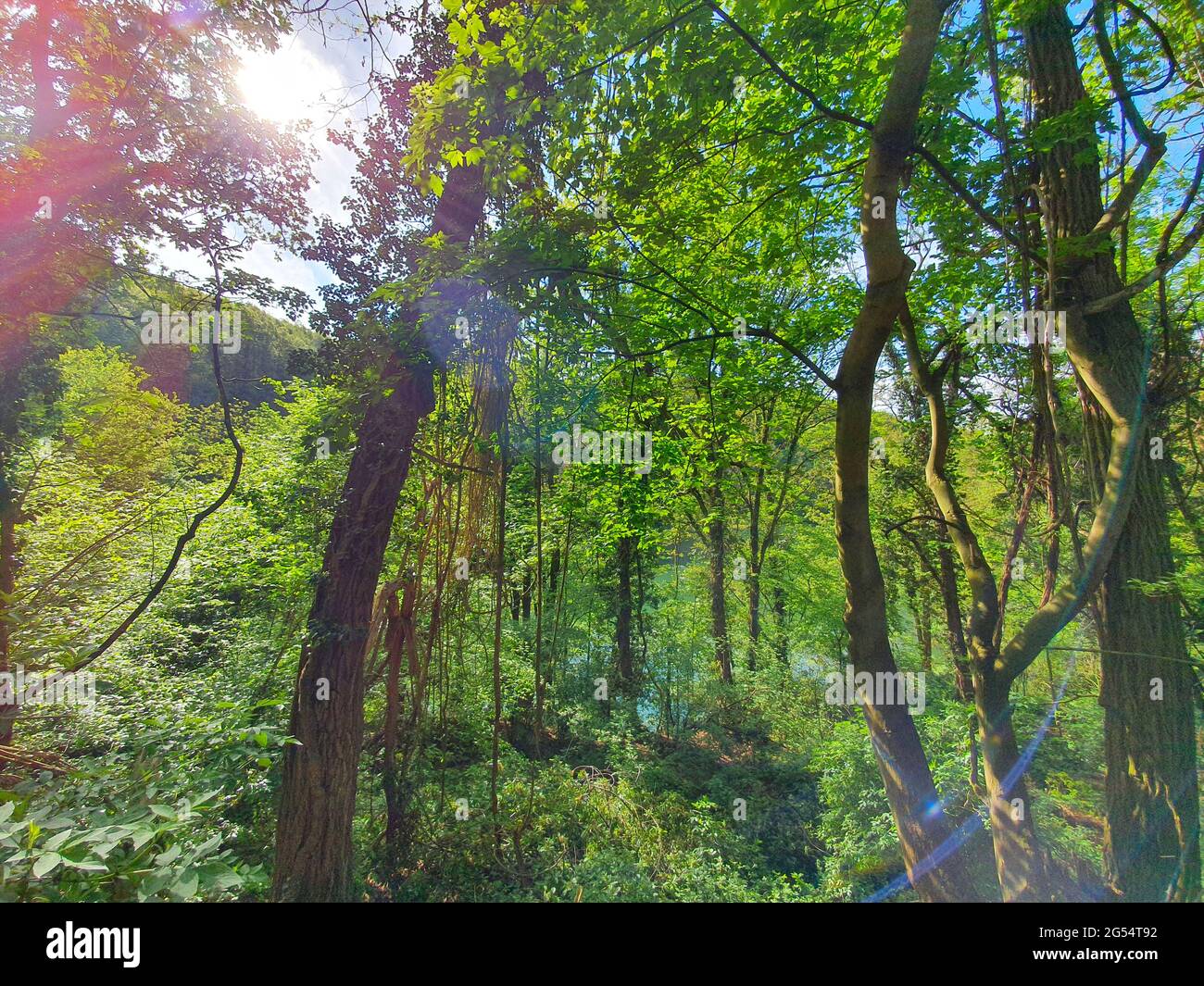 Green Jungle al lago blu vicino Bonn - Germania Foto Stock