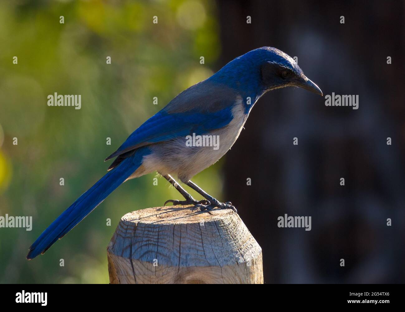 Ritratto di un Jay scrub della California Foto Stock
