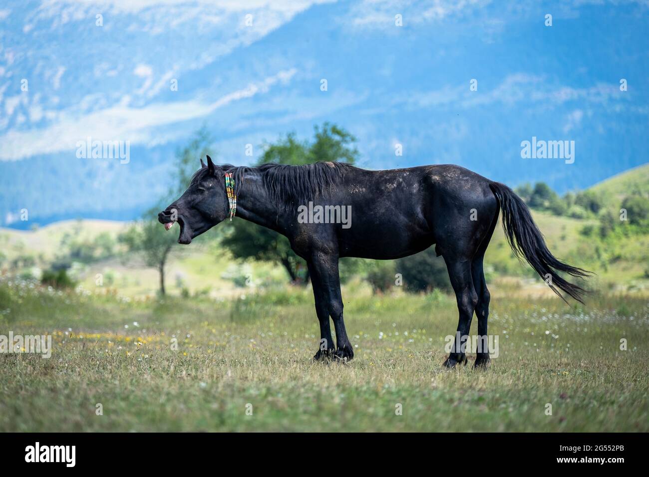 Il cavallo in natura fa i volti. Un volto divertente di un'espressione di cavallo nero. Divertente viso a cavallo con bocca aperta. Foto Stock