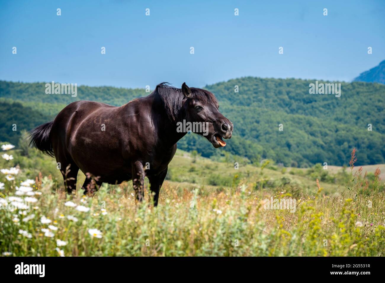 Il cavallo in natura fa i volti. Un volto divertente di un'espressione di cavallo marrone. Divertente viso a cavallo con bocca aperta Foto Stock