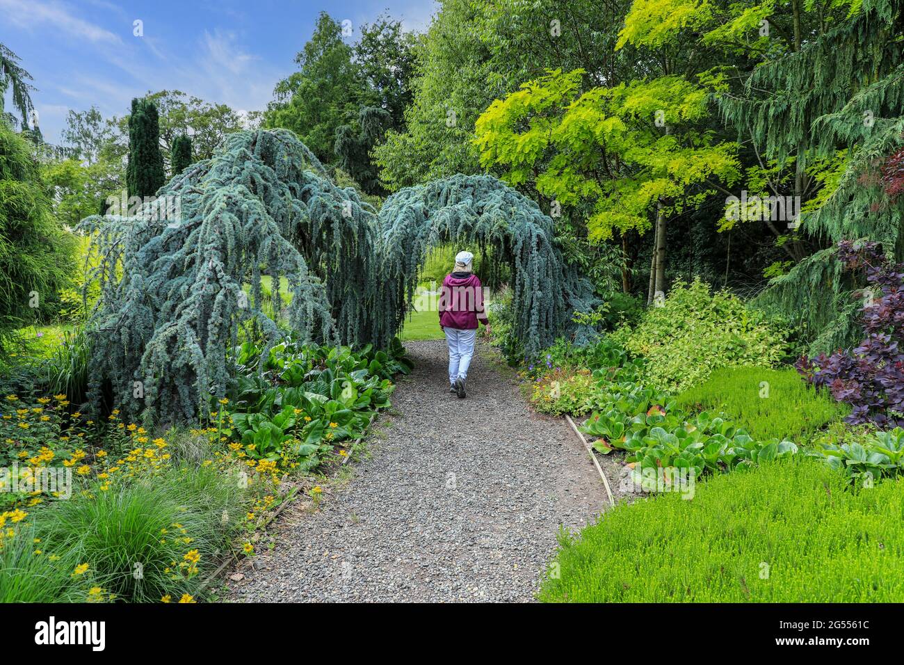 Una donna che cammina sotto un Blue Atlas Cedar conifer (Cedrus atlantica) 'glauca pendula' formando un arco, Bressinham Gardens, Diss, Norfolk, Inghilterra, REGNO UNITO Foto Stock