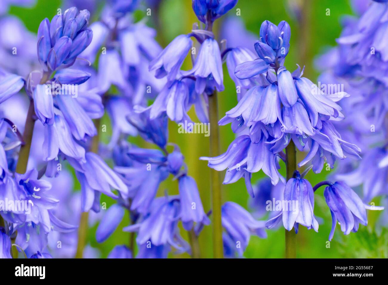 Bluebells o giacinti selvaggi (non-scriptus di endymion o non-scripta di iacintoides), primo piano di un grappolo di piante in fiore. Foto Stock
