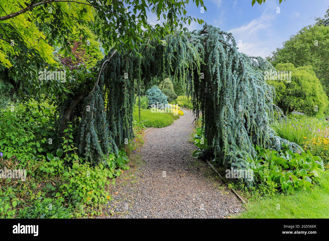 Una conifera Blue Atlas Cedar (Cedrus atlantica) 'glauca pendula' che forma un arco a Bressinham Gardens, Bressinham, Diss, Norfolk, Inghilterra, REGNO UNITO Foto Stock